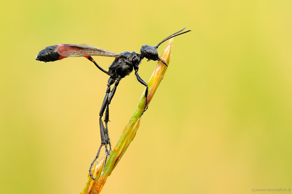 00228 Ammophila sabulosa.jpg